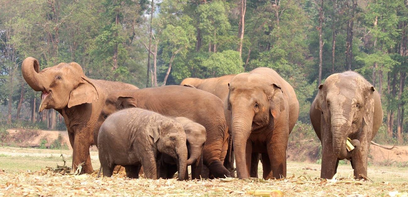 Where to See Elephants in Thailand – And What to Watch Out For!