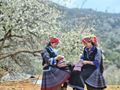 Witness the Breathtaking Bloom of Sơn Tra Flowers in Vietnam