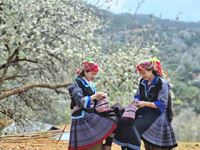 Witness the Breathtaking Bloom of Sơn Tra Flowers in Vietnam