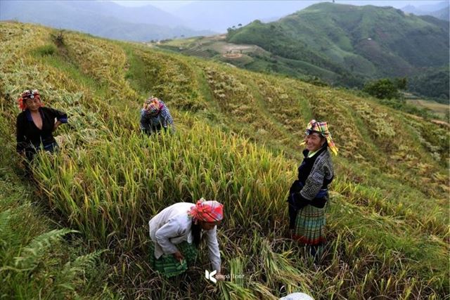 Vietnam Agritourism: From Farmer for a Day to Farm-to-Table Dining