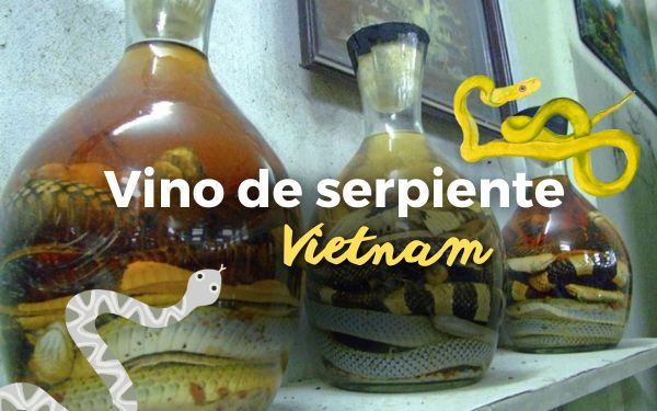  Vino de serpiente: La bebida más antigua y atrevida de Asia