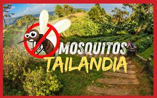 ¡Mosquitos en Tailandia!: Cómo protegerte de ellos
