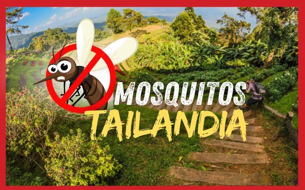 ¡Mosquitos en Tailandia!: Cómo protegerte de ellos