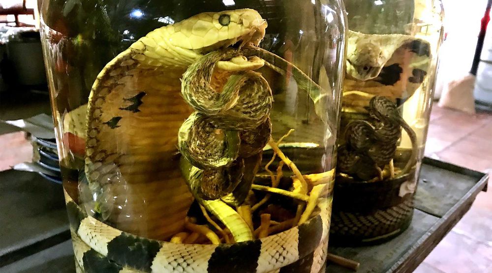  Vino de serpiente: La bebida más antigua y atrevida de Asia