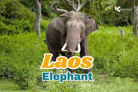Where to See Elephants: The Soul of Laotian Culture