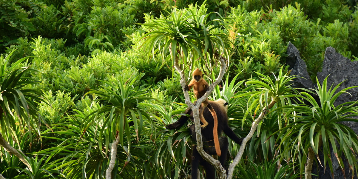 How to explore Cat Ba National Park like a true local (2026)