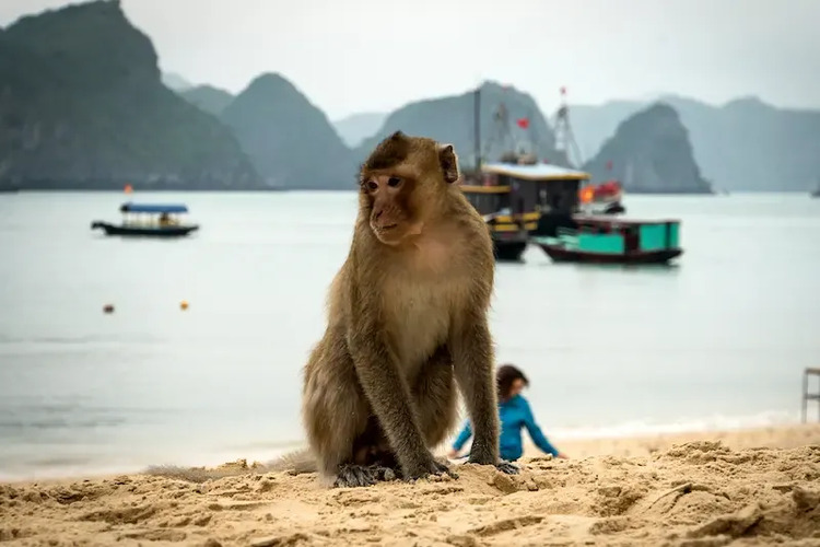 Hanoi to Cat Ba Island (and back): Your 2025 Transport Guide
