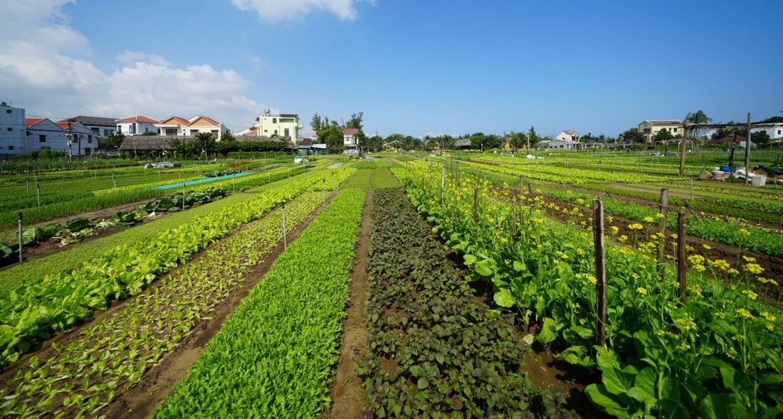 Tra Que, el pueblo de vegetales en Hoi An para una pausa verde