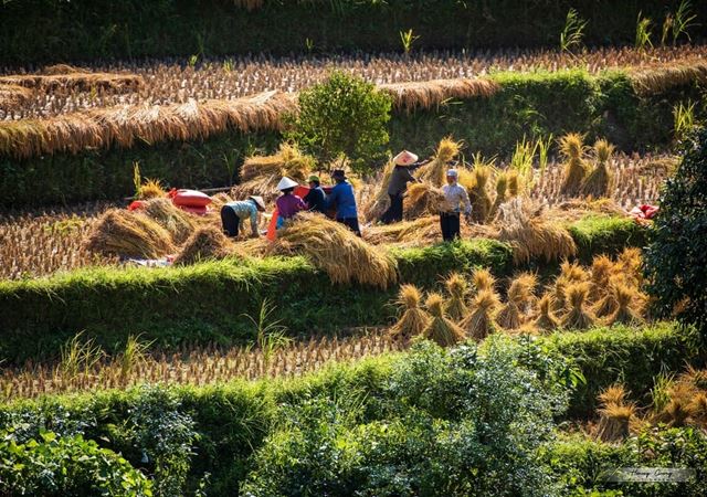 Hoang Su Phi Travel Guide: Ha Giangs Best-Kept Secret