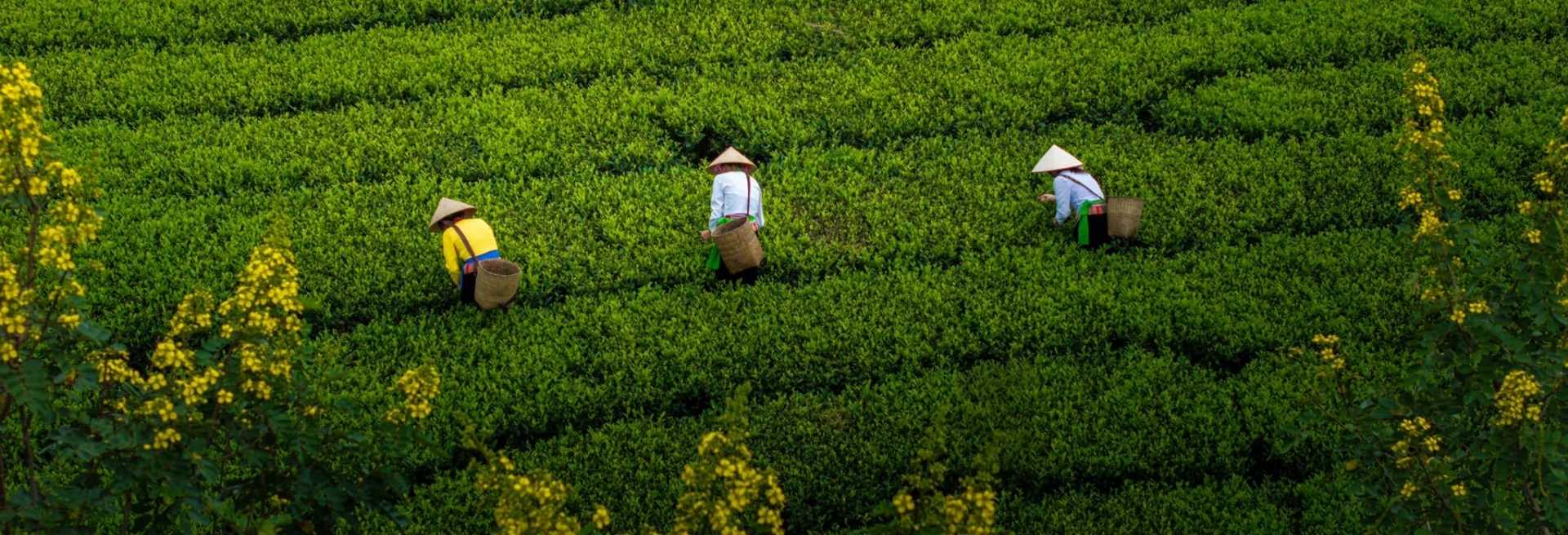 Explore Long Coc Tea Hill – the Halong Bay of the Mountainous Midlands