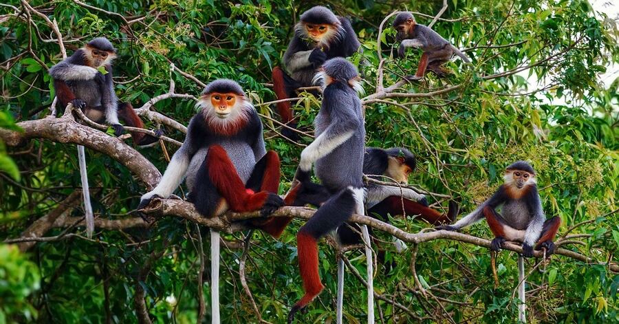 Visit Cuc Phuong National Park: COMPLETE Guide 2025