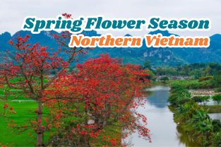 Explore the Spring Flower Season in Northern Vietnam