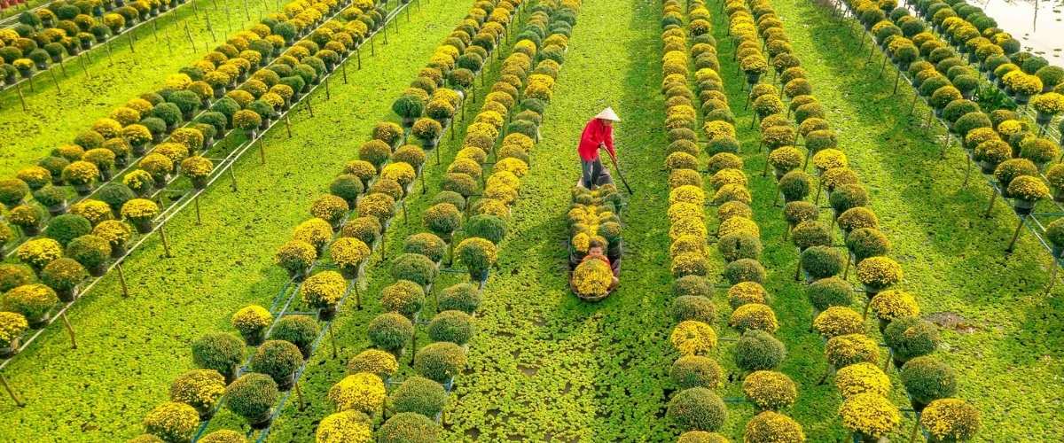 El pueblo de flores de Sa Dec brilla cuando el Tet se acerca