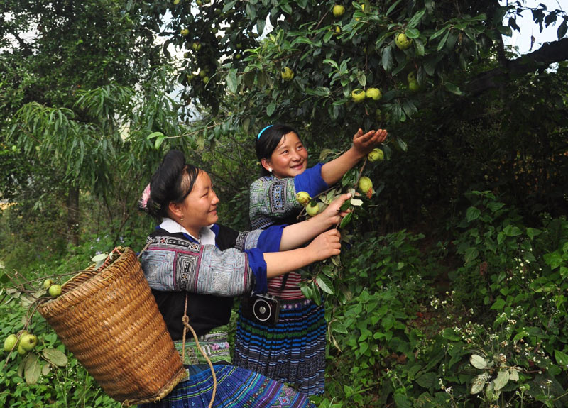 Locals picking hawthorn