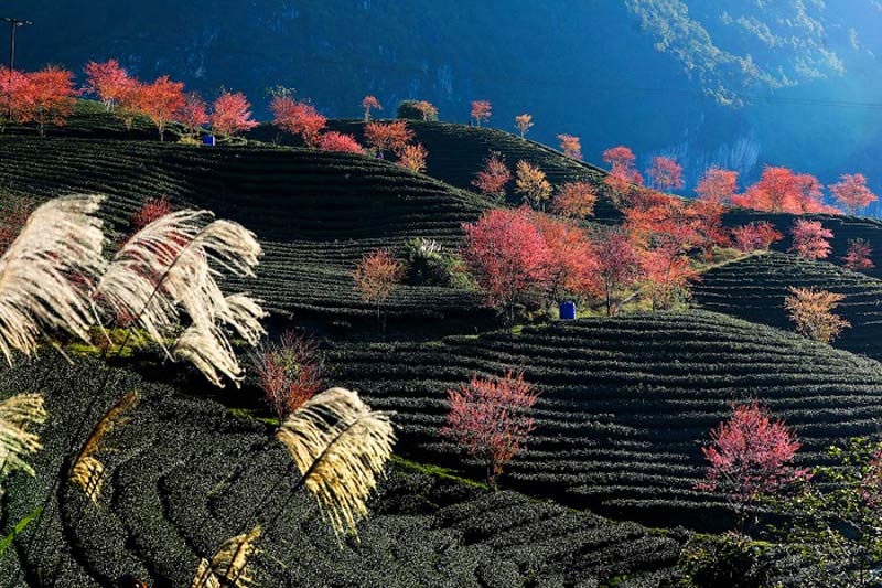 hanoi to sapa