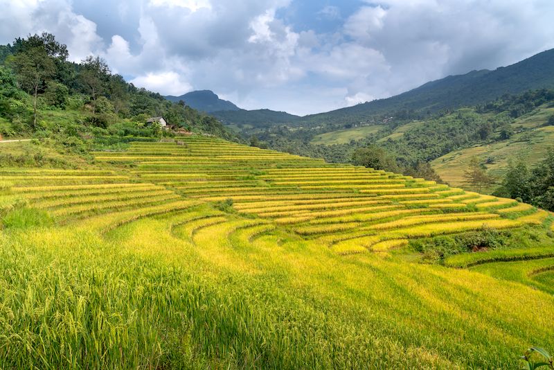 arrozales en sapa