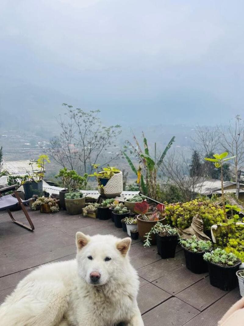 sapa plum eco house - cafe