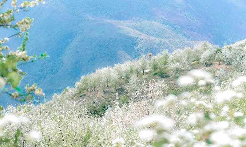 son tra flowers