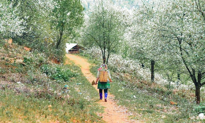  The villagers come home from work, surrounded by white flowering hawthorn trees.