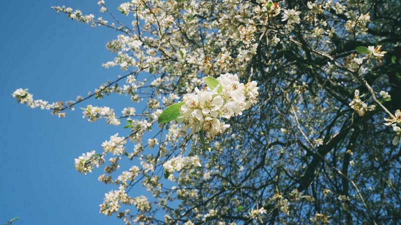hawthorn flowers