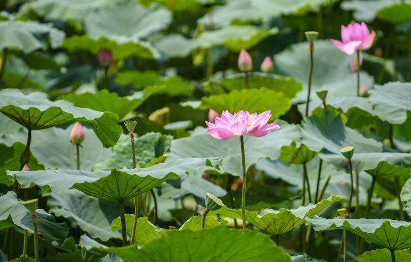 Lotus flowers in vietnam, lotus ponds, lotus season