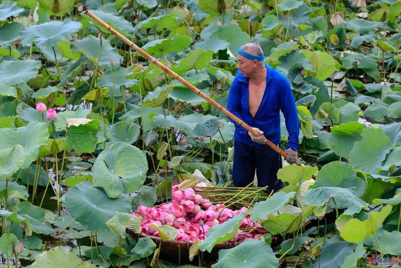 Lotus flowers in vietnam, lotus ponds, lotus season