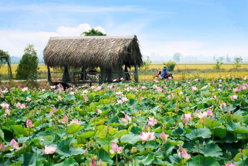 Lotus flowers in vietnam, lotus ponds, lotus season