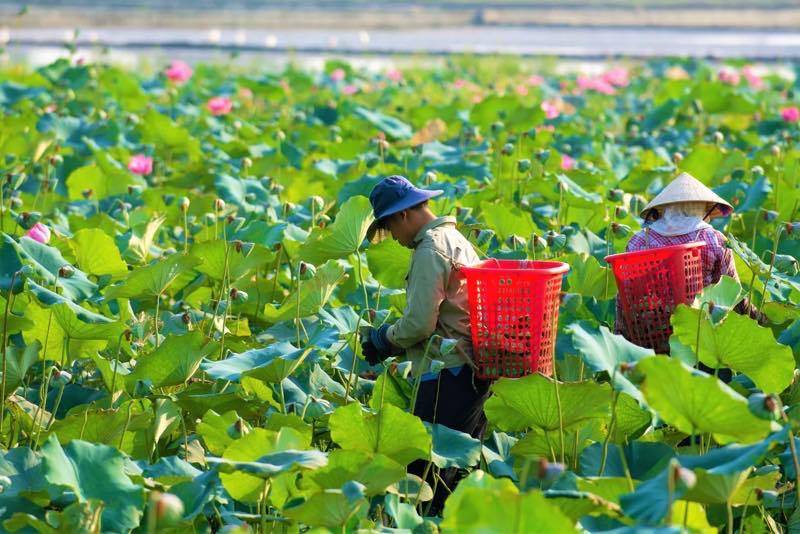 Lotus flowers in vietnam, lotus ponds, lotus season