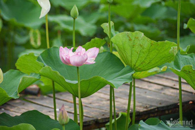 Lotus flowers in vietnam, lotus ponds, lotus season