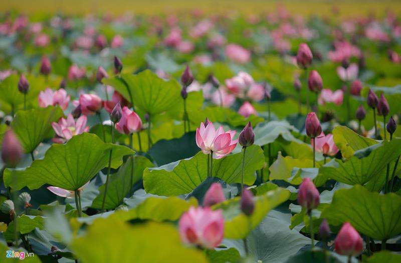 Lotus flowers in vietnam, lotus ponds, lotus season