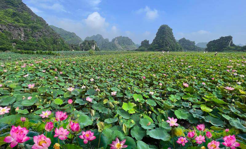 Lotus flowers in vietnam, lotus ponds, lotus season