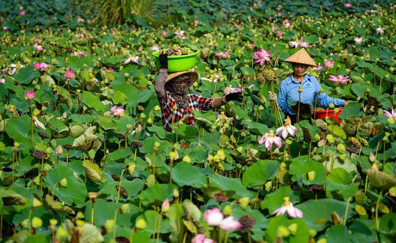 Lotus flowers in vietnam, lotus ponds, lotus season