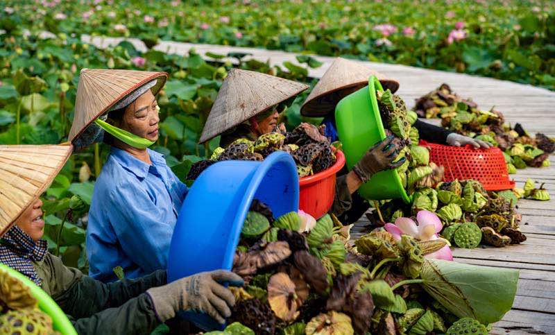 Lotus flowers in vietnam, lotus ponds, lotus season