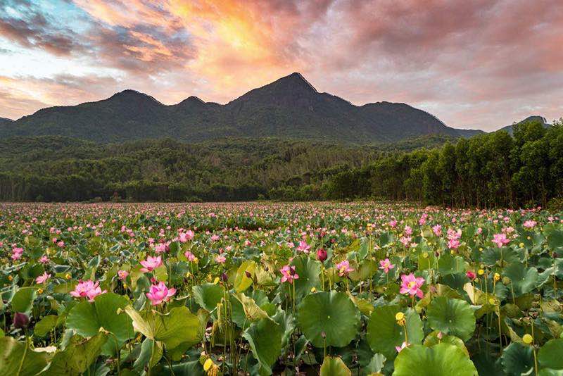 Lotus flowers in vietnam, lotus ponds, lotus season