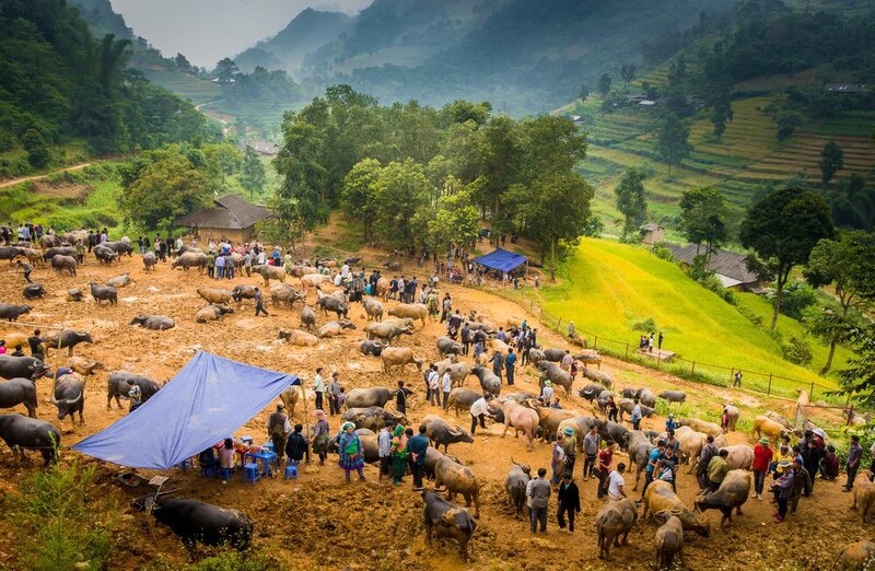 Buffalo trading scene at Can Cau Market near Bac Ha