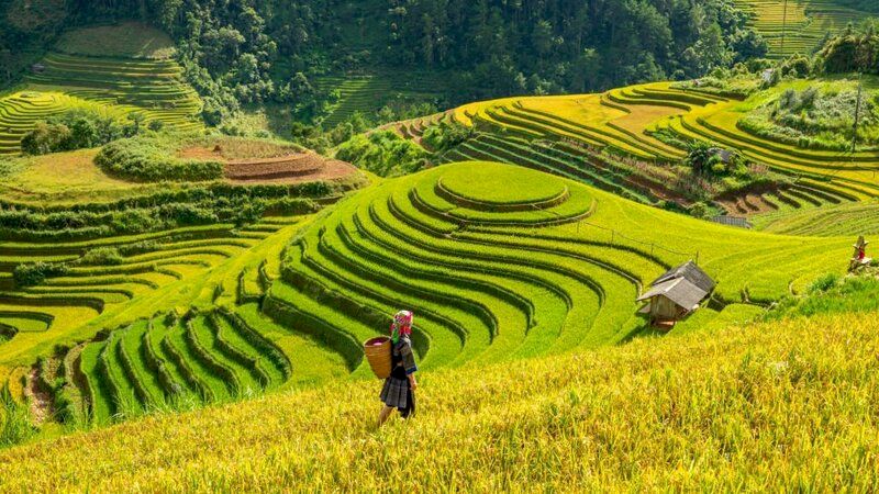 Rice terraces in Mu Cang Chai