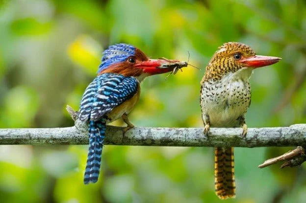 bird photography
