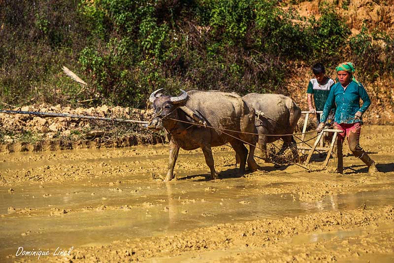 The Lolos work in the rice fields - Photo: Dominique Linel