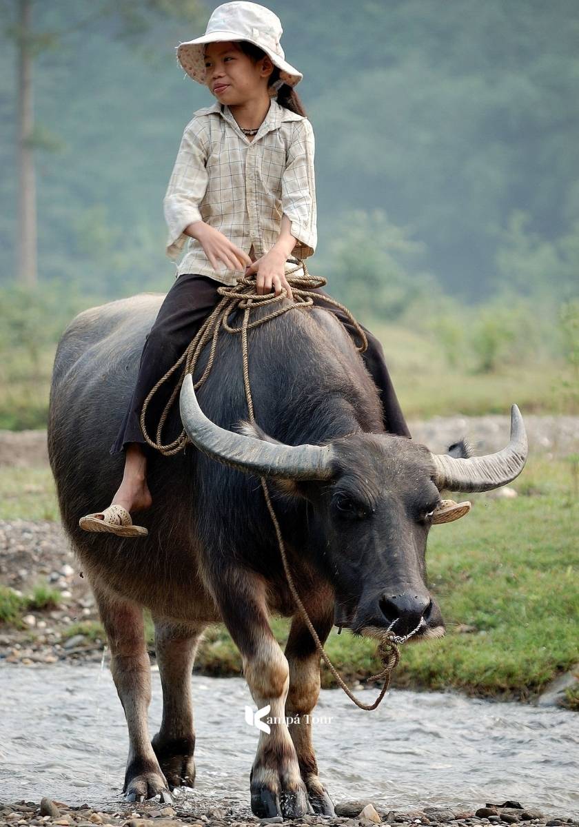 A quiet moment of rural life as a little Tay ethnic girl rides a water buffalo through Phong Nam Valley.