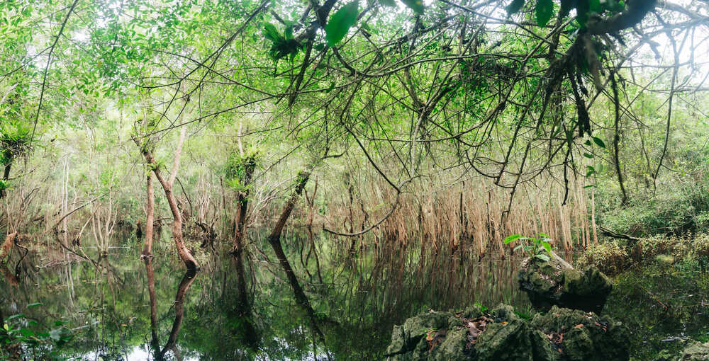 Frog Pond ao ech cat ba