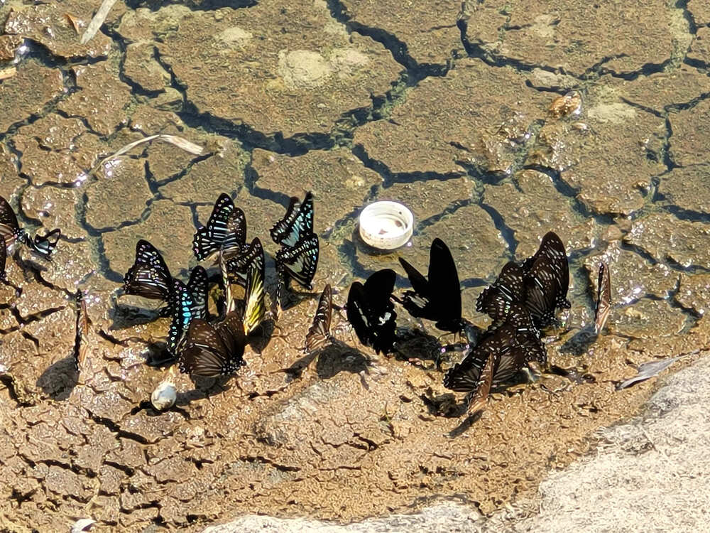 Frog Pond ao ech cat ba