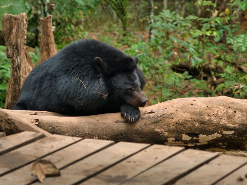 cataratas kuang si oso negro