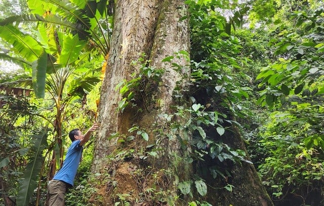 In the heart of Cuc Phuong National Park stands a giant tree several hundred years old