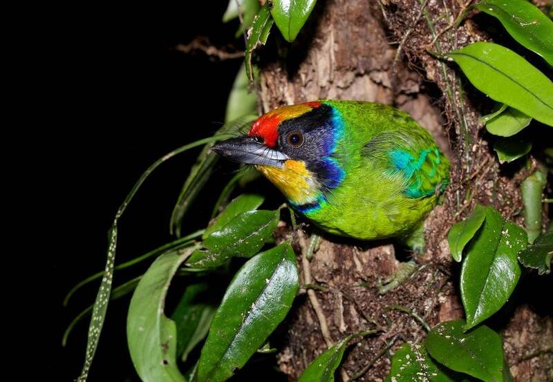 A rare bird species in Cuc Phuong National Park
