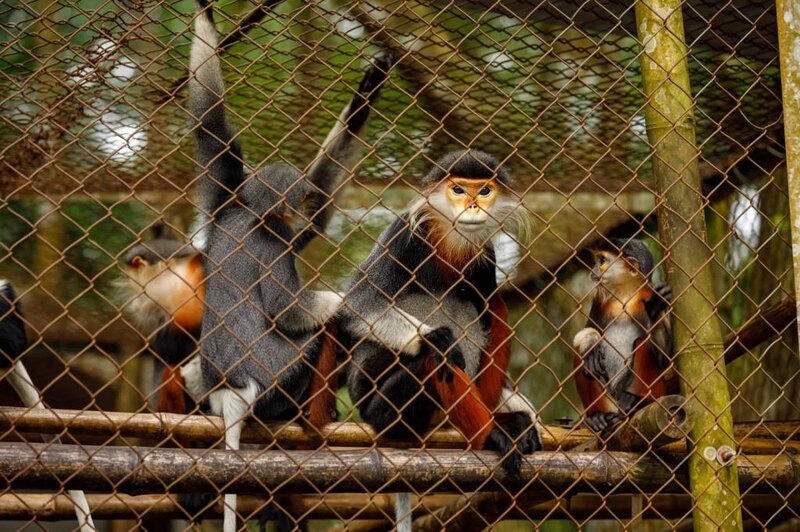 Red-legged doucs in Cuc Phuong