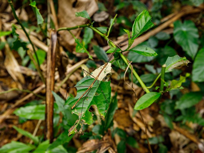A stick insect in the Cuc Phuong jungle