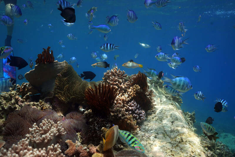 Vietnam's waters belong to the East Sea, where there is a diversity of ocean creatures