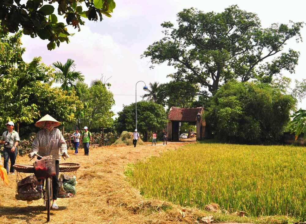 duong lam ancient village in harvest season