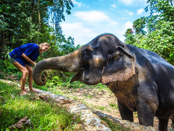 You will have the chance to feed the elephants