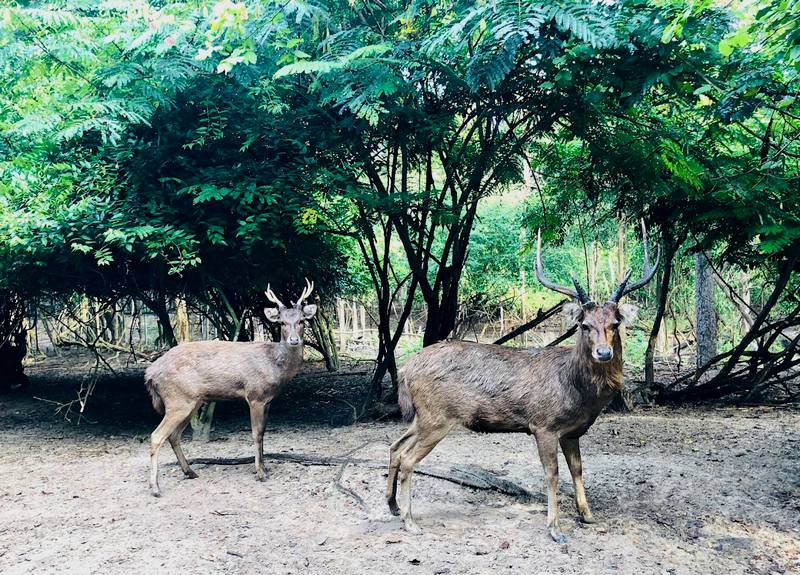 Wildlife diversity protected at the Wildlife Friends Foundation